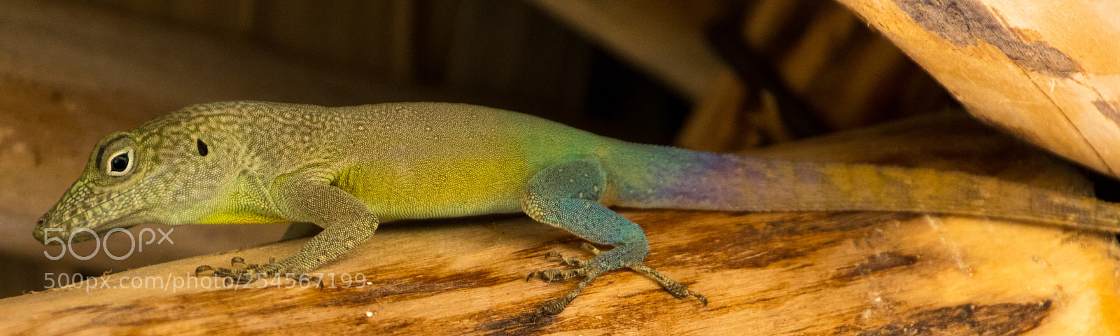 Nikon D3300 sample photo. Lizard mid-shift photography