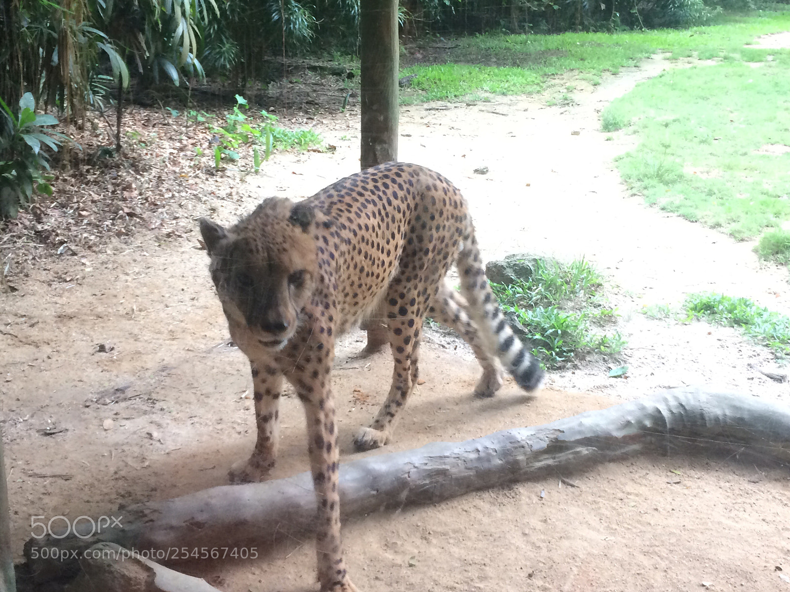 Apple iPhone 5s sample photo. Cheetah  photography