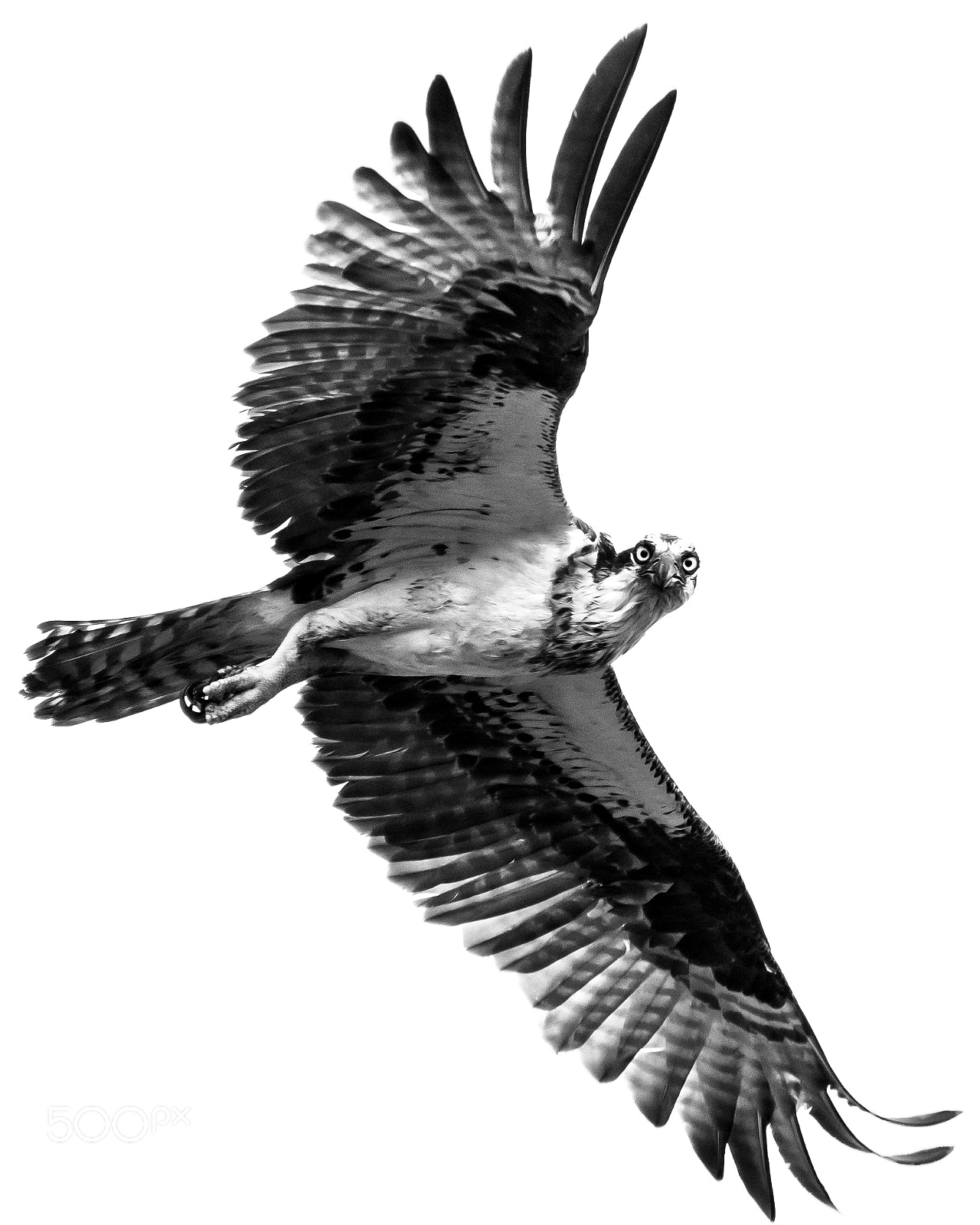 Nikon D500 sample photo. Osprey in flight iv photography