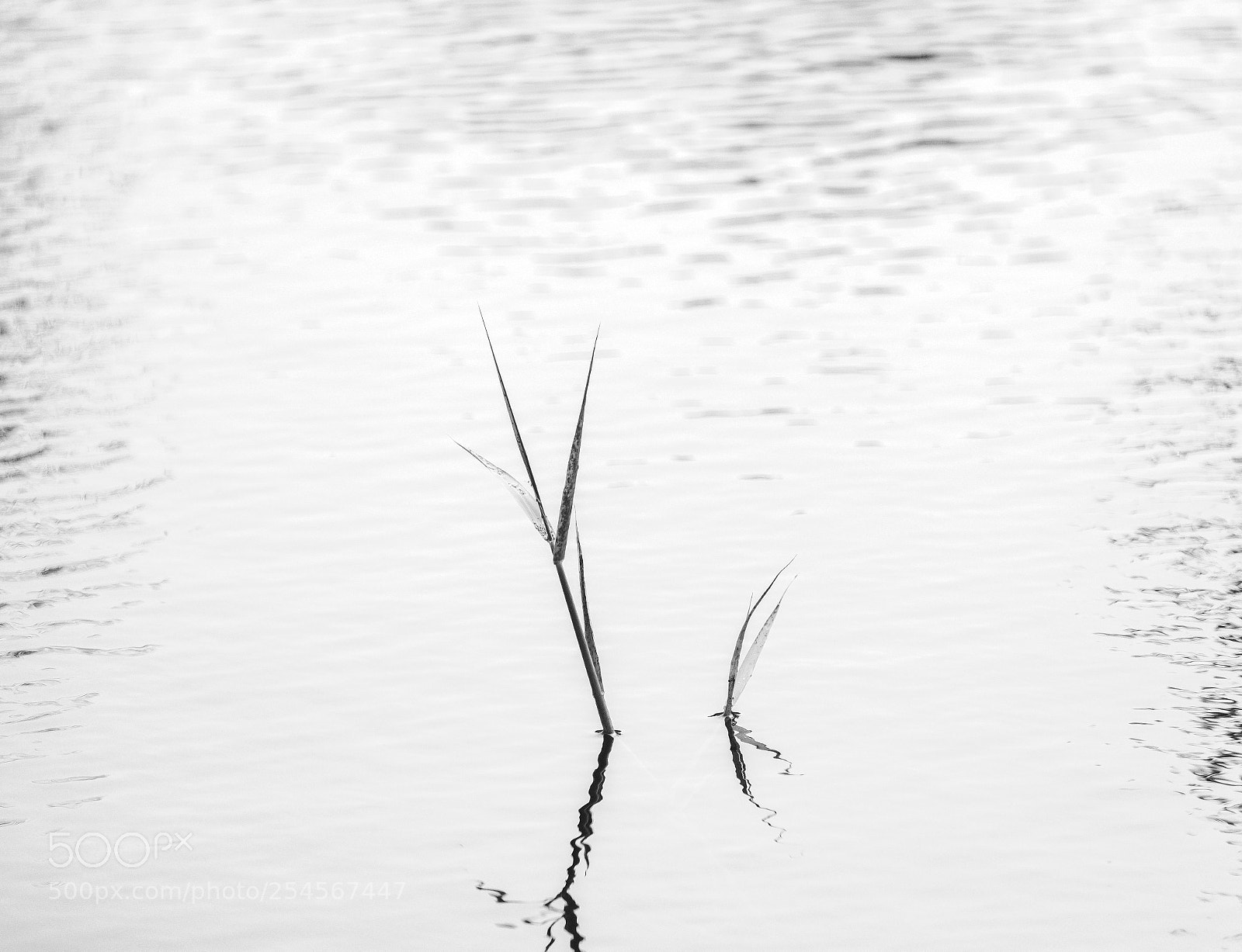 Fujifilm X-T2 sample photo. Reeds photography