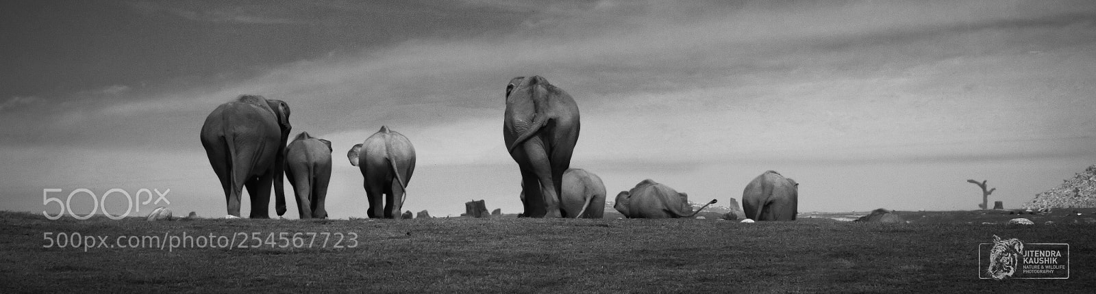 Canon EOS 7D sample photo. Elephants, corbett
india photography