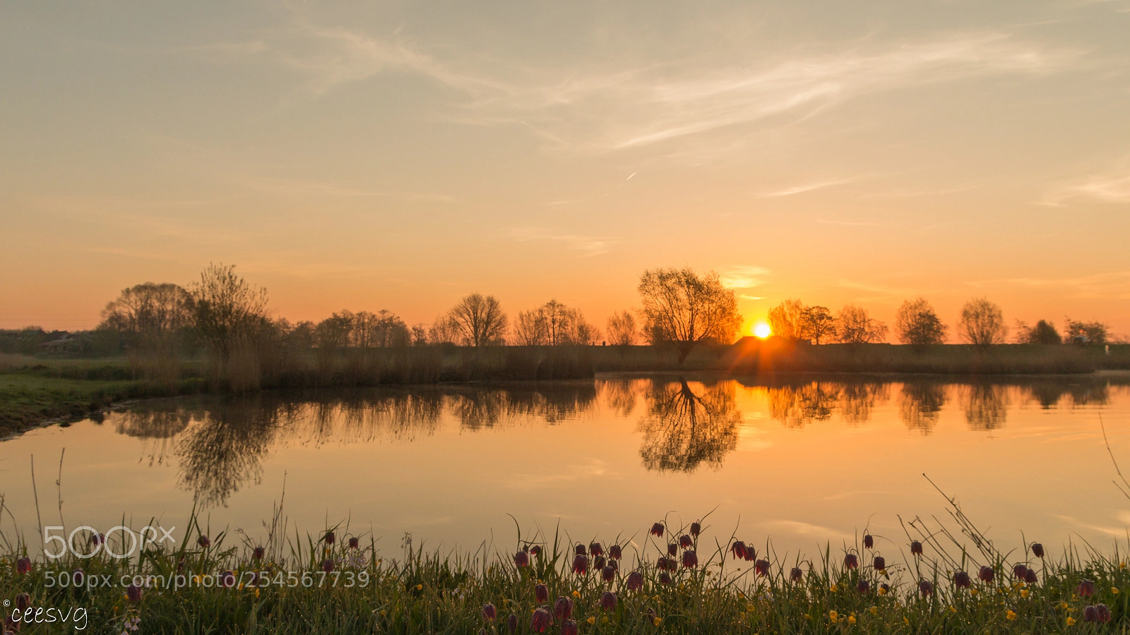 Canon EOS 70D sample photo. Zonsopkomst bij de kievitsbloemen photography