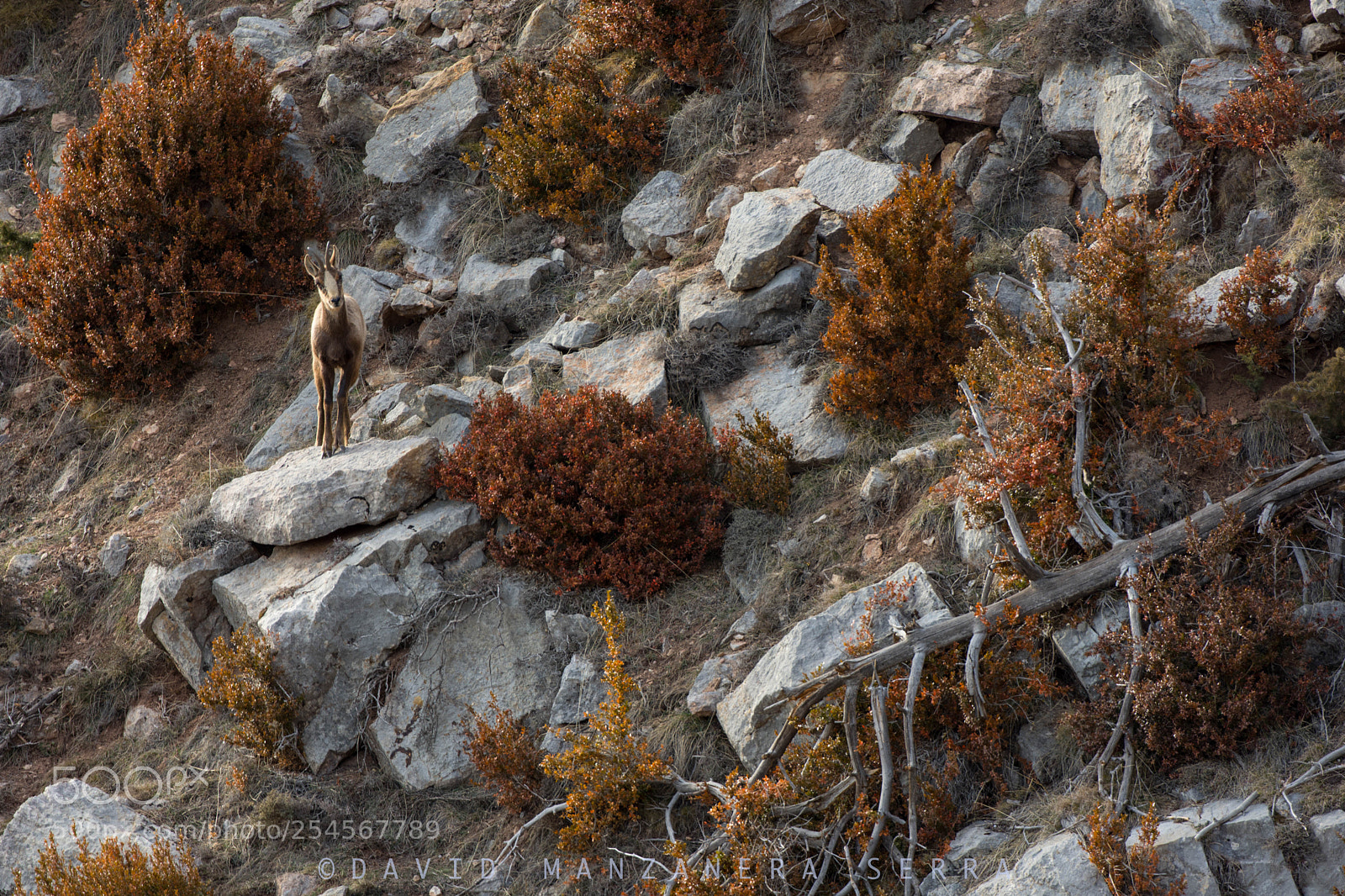 Nikon D7200 sample photo. Into the wild photography