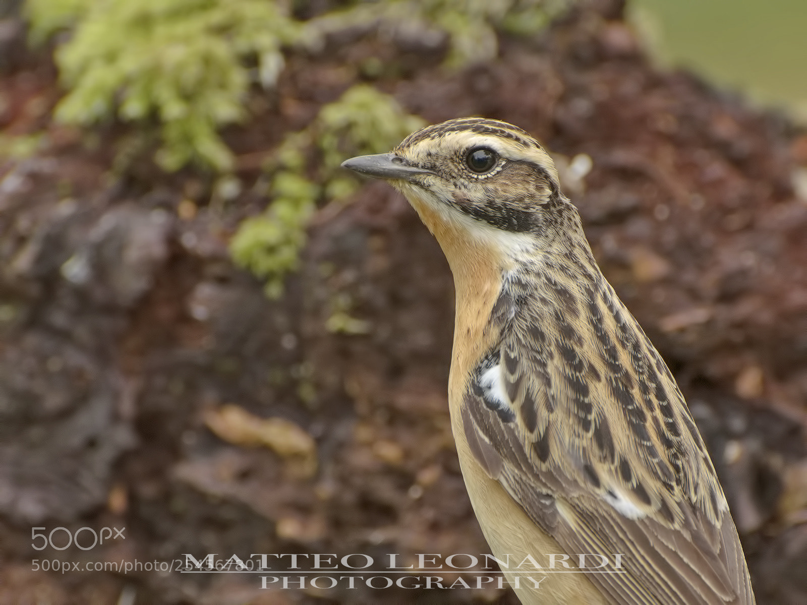 Nikon D5100 sample photo. Stiaccino photography