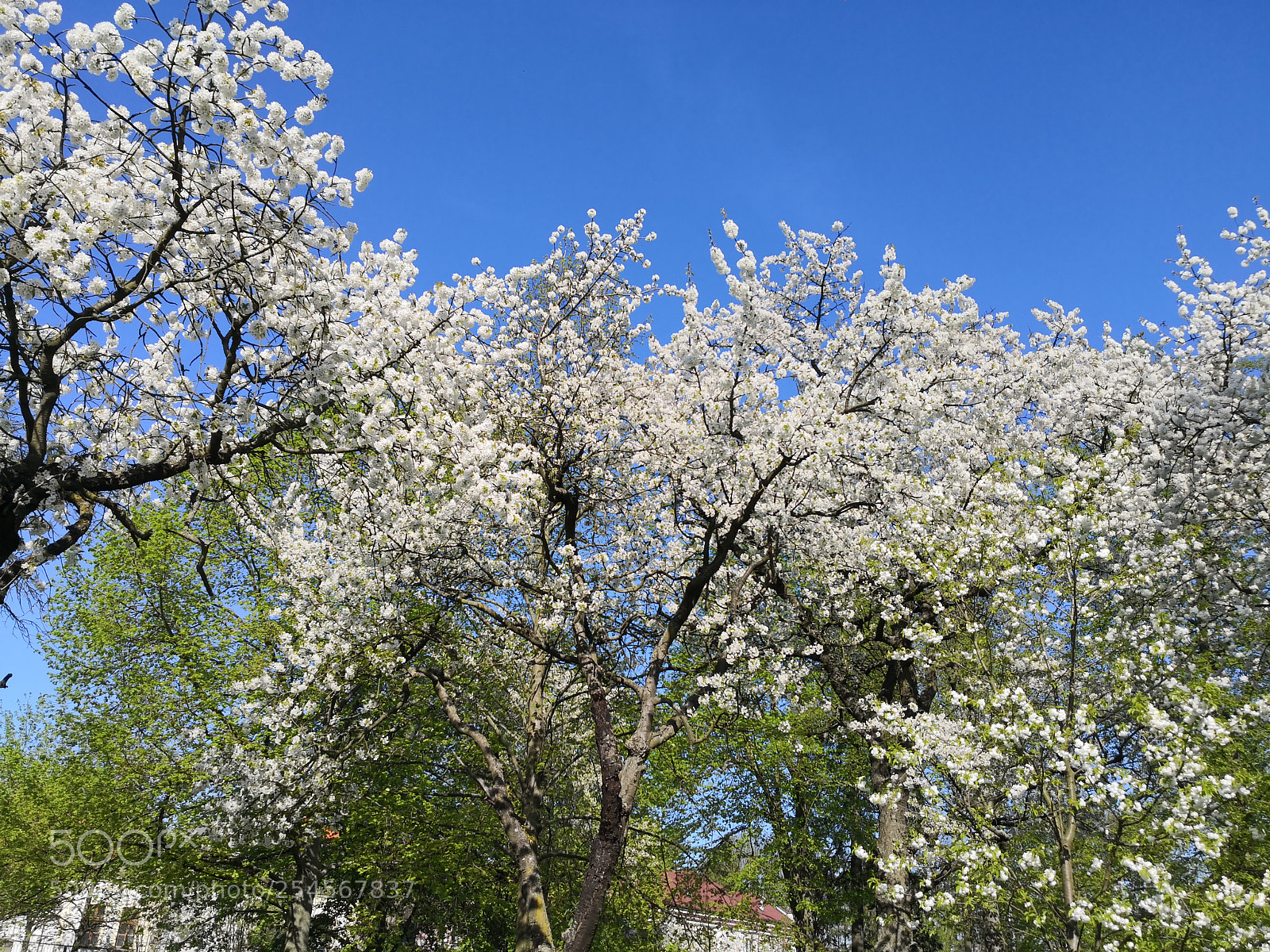 HUAWEI Mate 10 Pro sample photo. Untitled photography