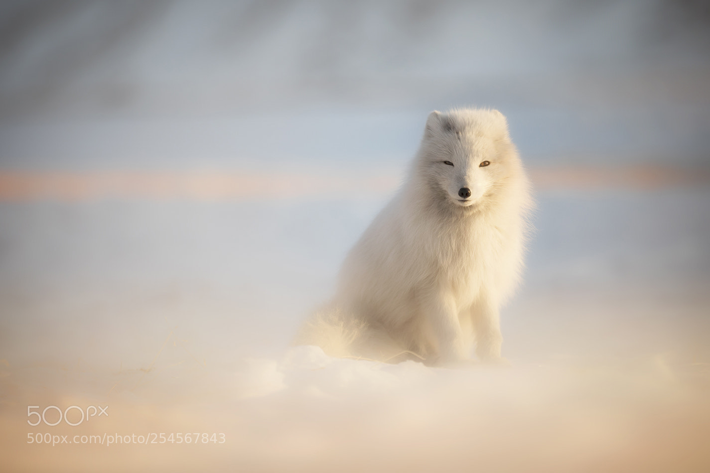 Canon EOS 5D Mark IV sample photo. Arctic fox photography