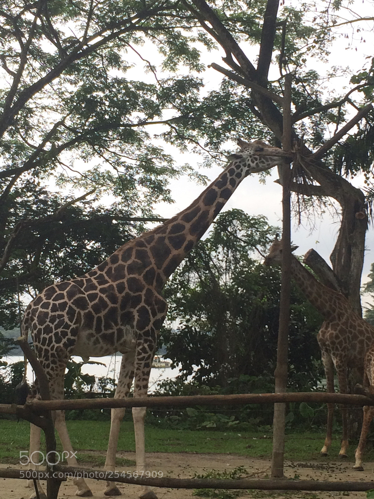 Apple iPhone 5s sample photo. Giraffe eating grass photography