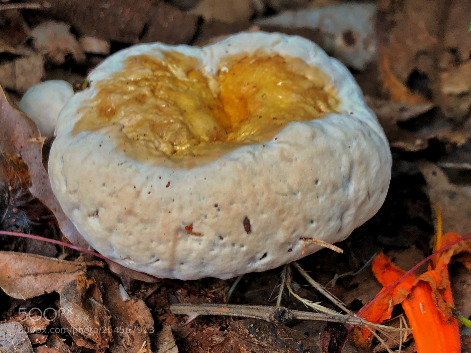 Apple iPhone X sample photo. Toadstool photography