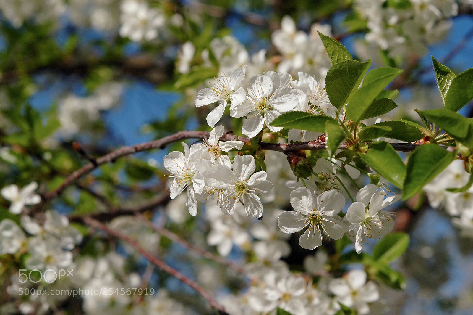 Nikon D70s sample photo. Blossom in spring photography
