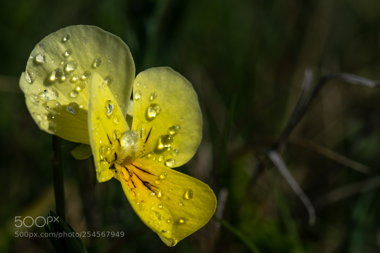 Fujifilm X-T2 sample photo. Viola del pensiero o photography