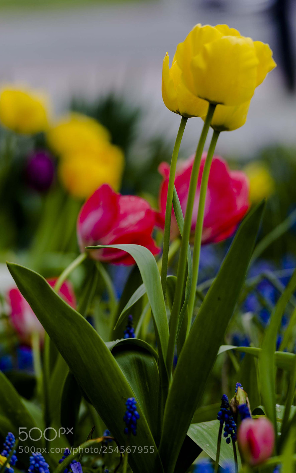 Nikon D800 sample photo. Red-yellow photography