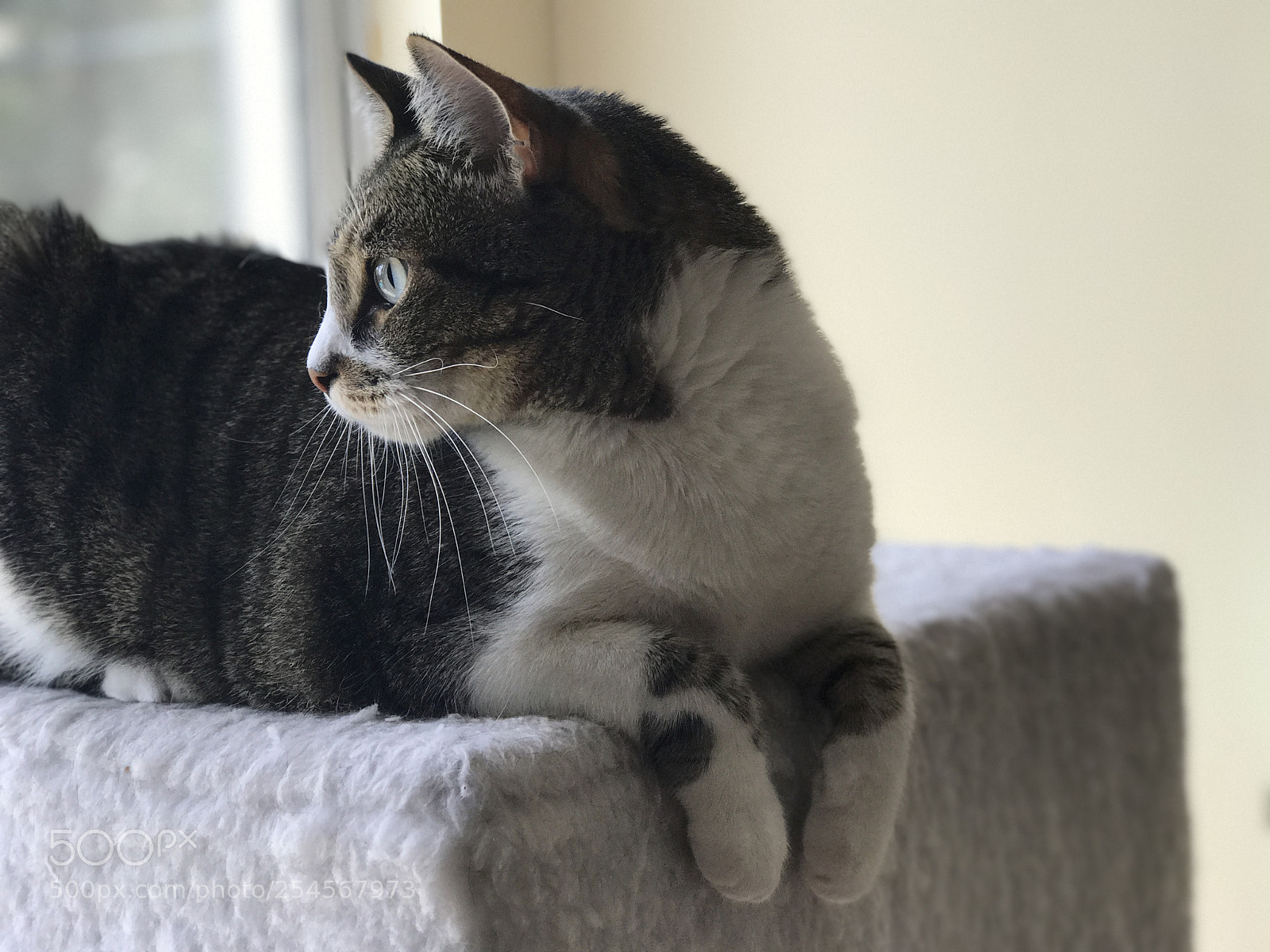 Apple iPhone 7 Plus sample photo. Img photography