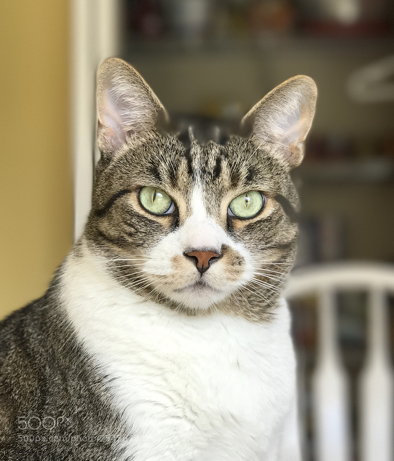 Apple iPhone 7 Plus sample photo. Img photography