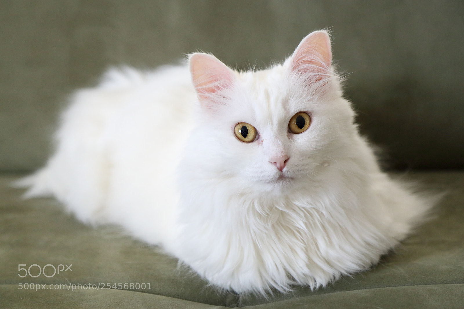 Canon EOS 6D + Canon EF 24-105mm F4L IS USM sample photo. Floating kitty photography