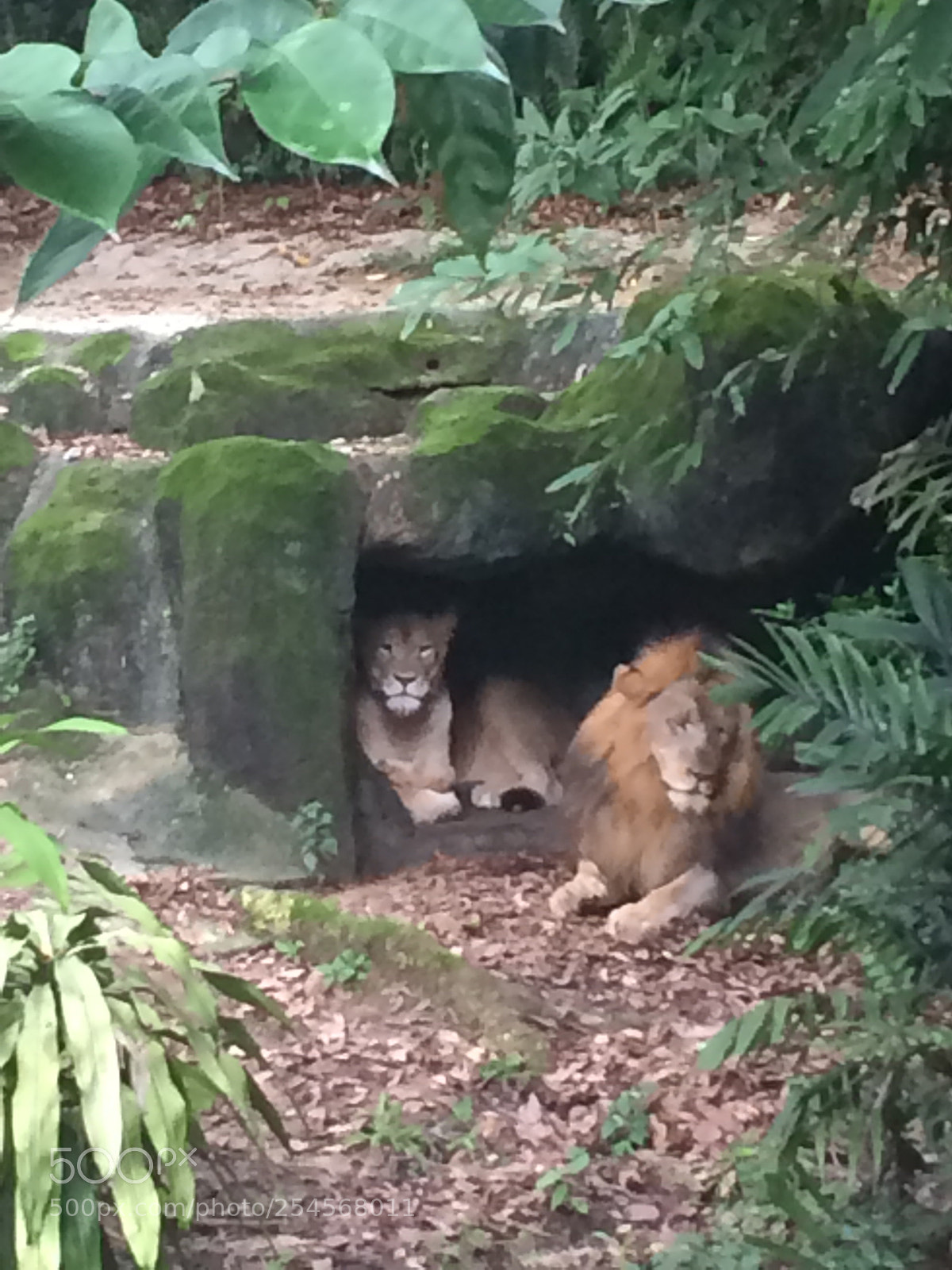 Apple iPhone 5s sample photo. Lion and lioness resting  photography