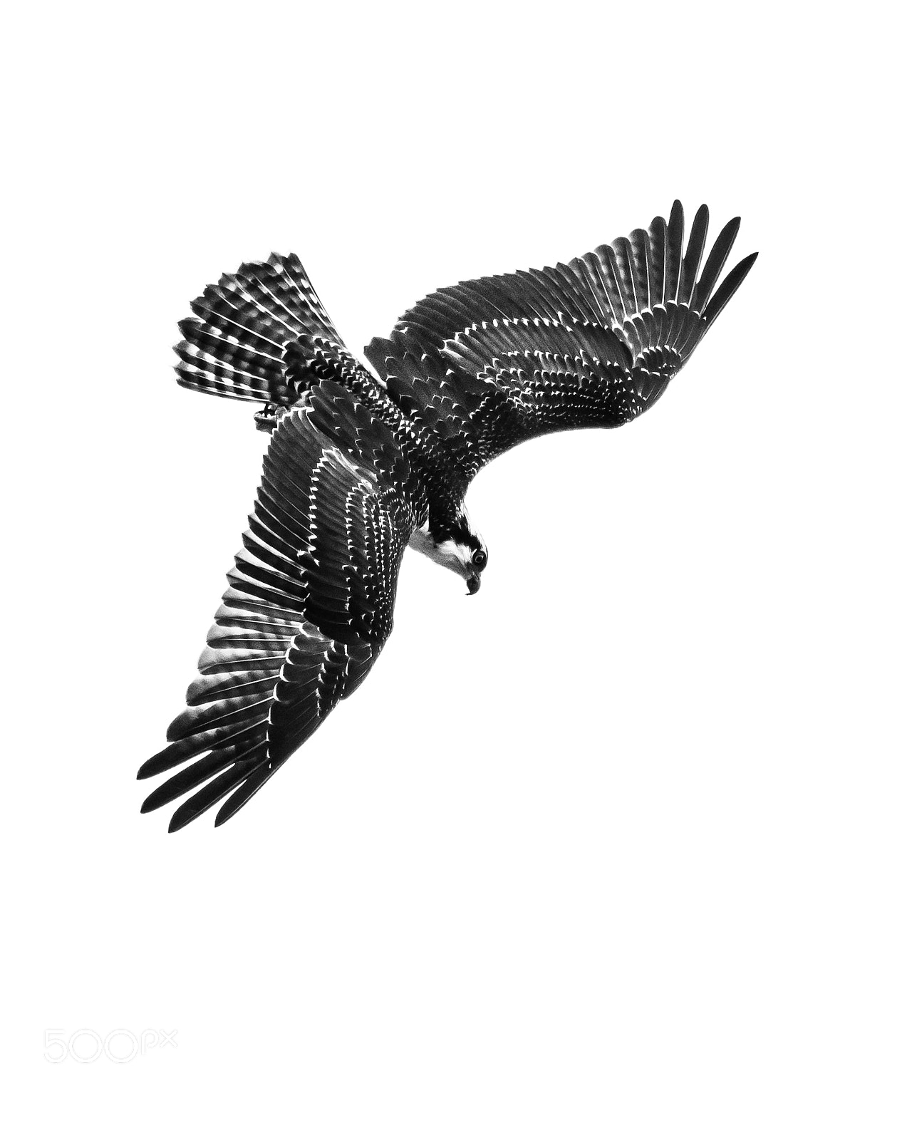 Nikon D500 sample photo. Osprey dive ii photography