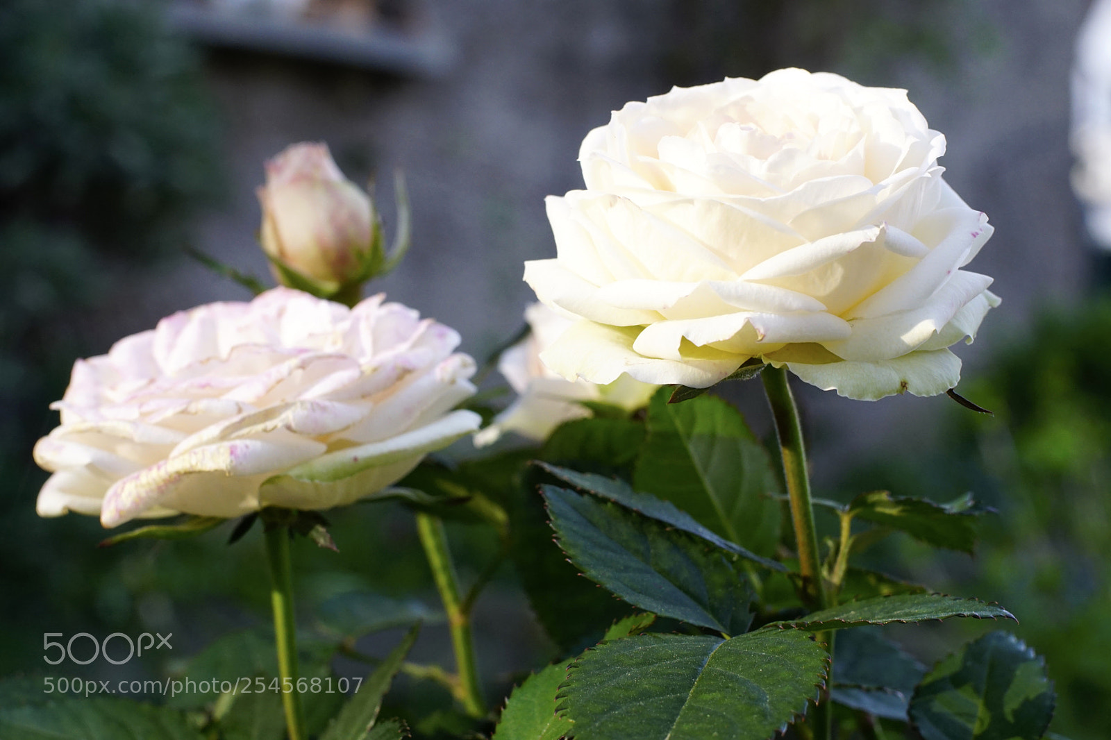 Sony ILCA-77M2 sample photo. Untitled photography