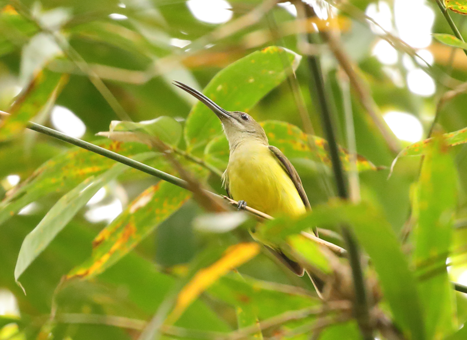 Canon EOS 5D Mark IV sample photo. Little spiderhunter photography