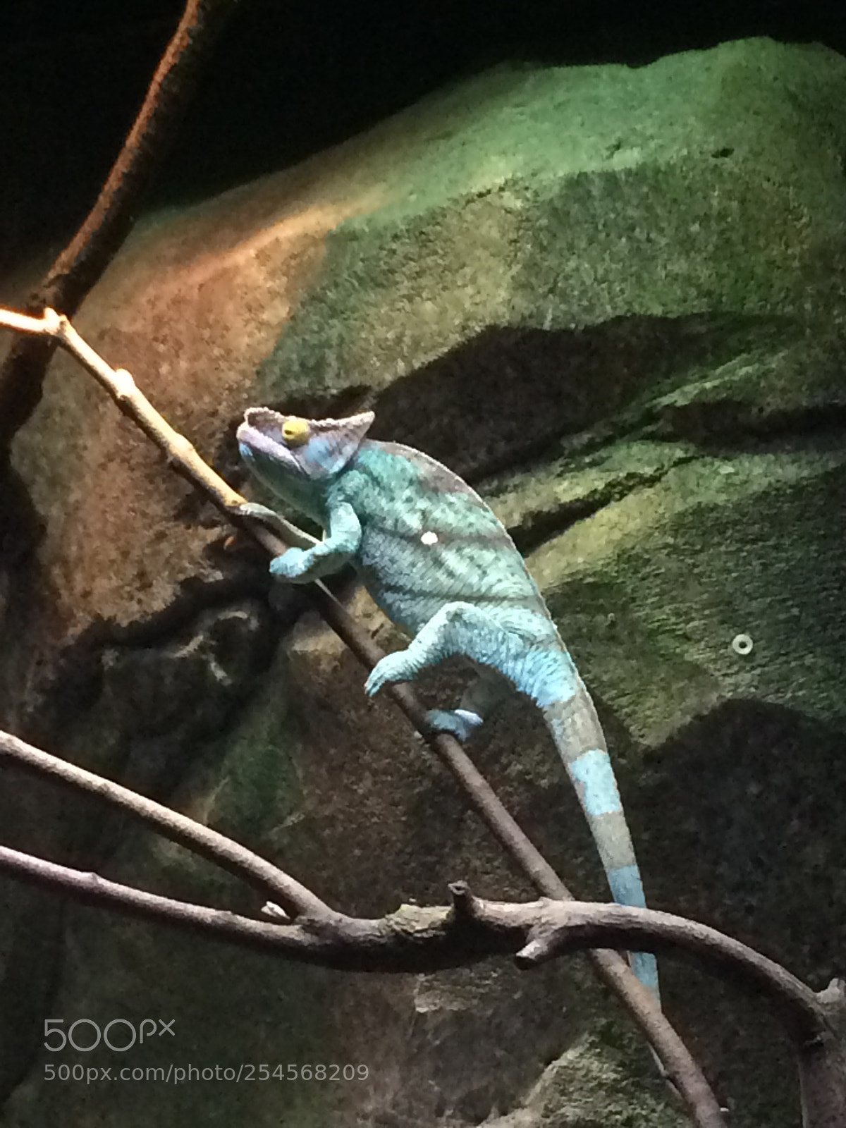 Apple iPhone 5s sample photo. Chameleon  photography