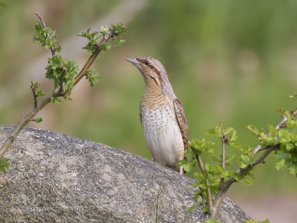Canon EOS 70D sample photo. Draaihals/wryneck photography
