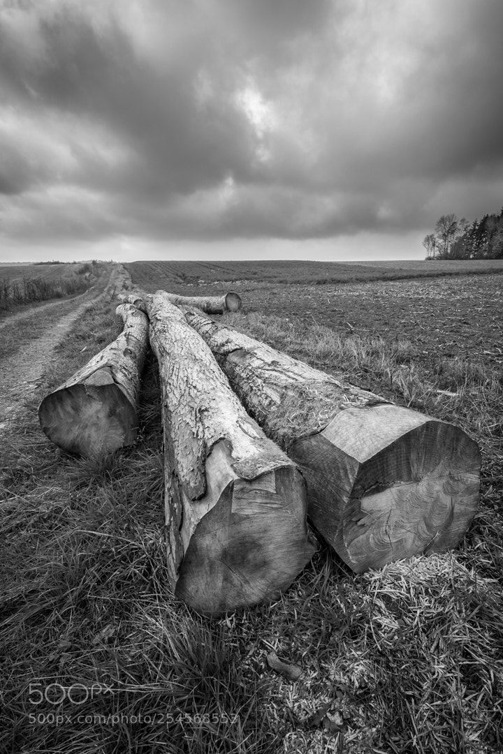 Canon EOS-1D Mark II sample photo. Wood stock # 3 photography