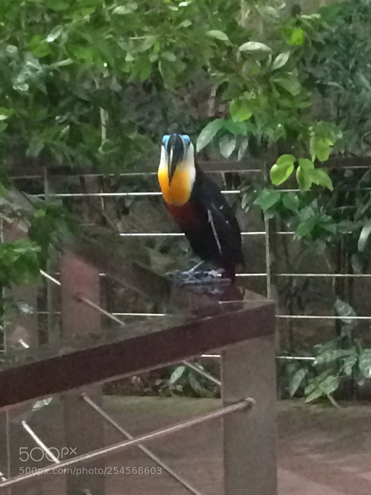 Apple iPhone 5s sample photo. Channel-billed toucan  photography