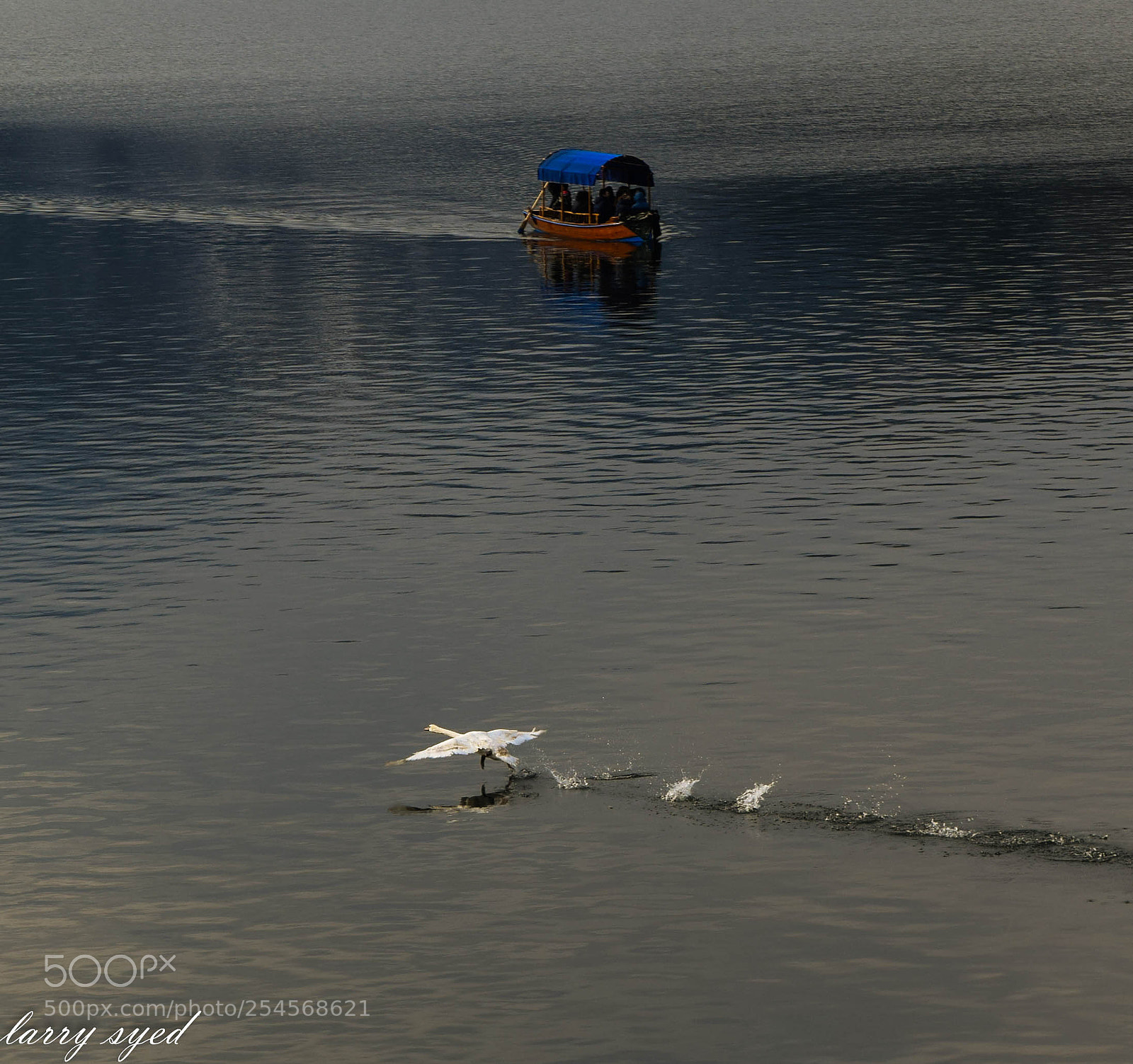 Nikon D3300 sample photo. Bled slovenia photography
