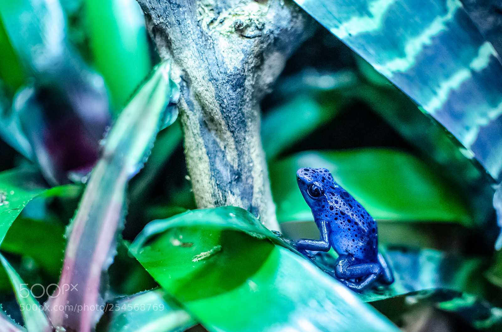 Nikon D7000 sample photo. Dendrobate photography