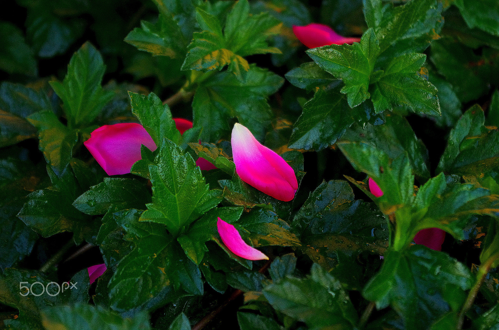 Pentax K-5 IIs + Pentax smc DA 18-55mm F3.5-5.6 AL WR sample photo. I'm falling love photography