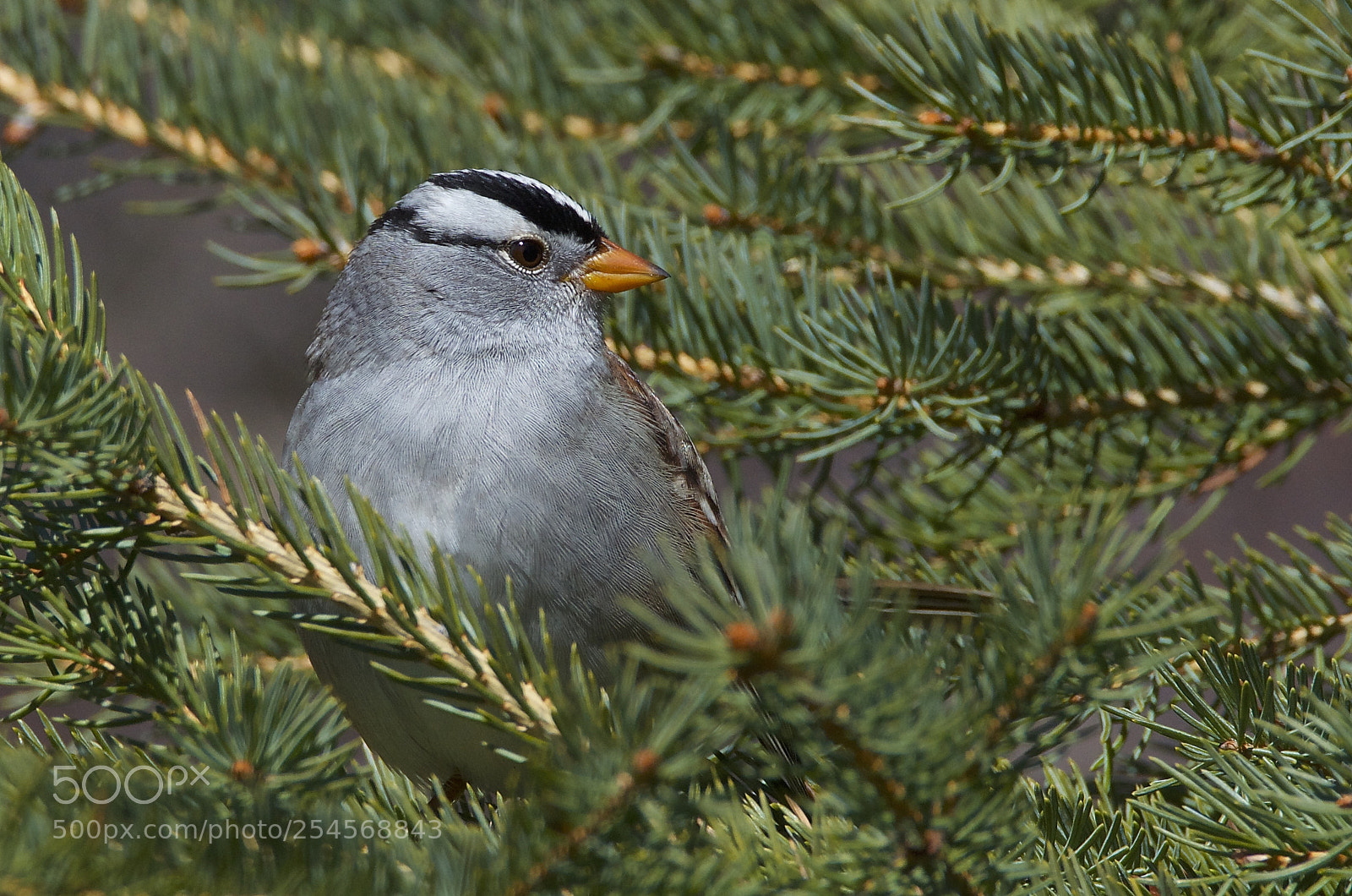 Nikon D7000 sample photo. White-crowned sparrow photography