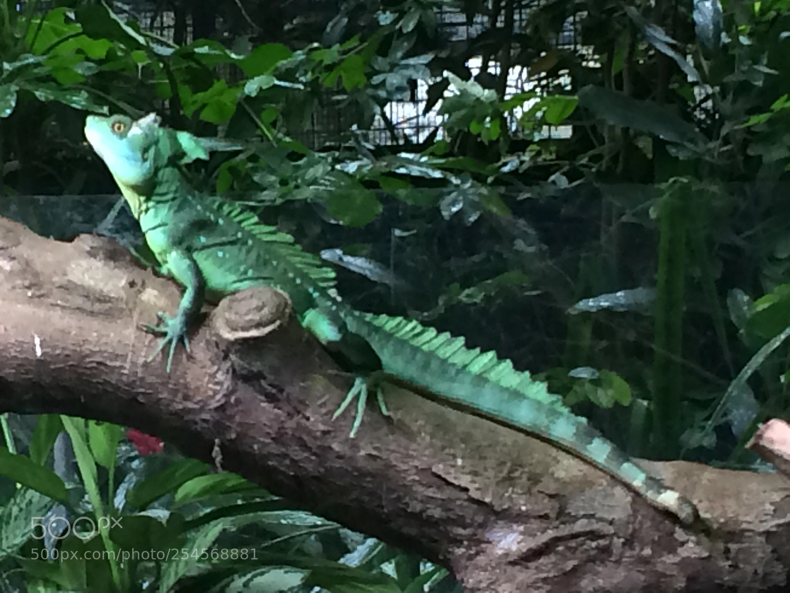 Apple iPhone 5s sample photo. Plumes basilisk photography