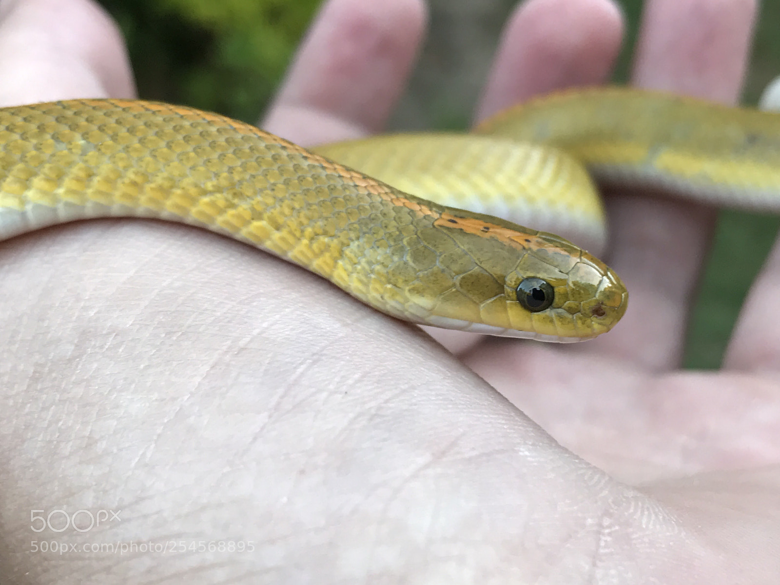 Apple iPhone 7 Plus sample photo. Aurora house snake 20170205 photography