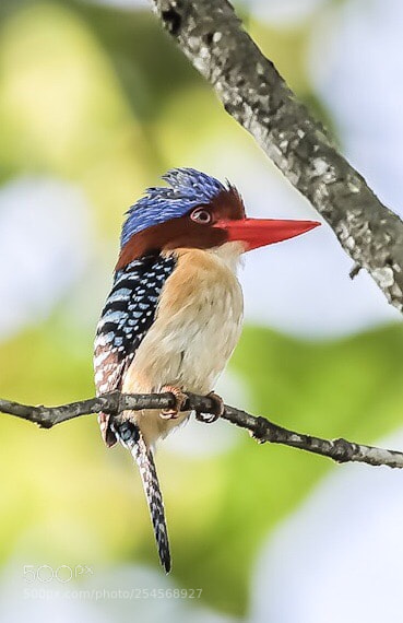 Canon EOS-1D X Mark II sample photo. Banded kingfisher @thailand photography