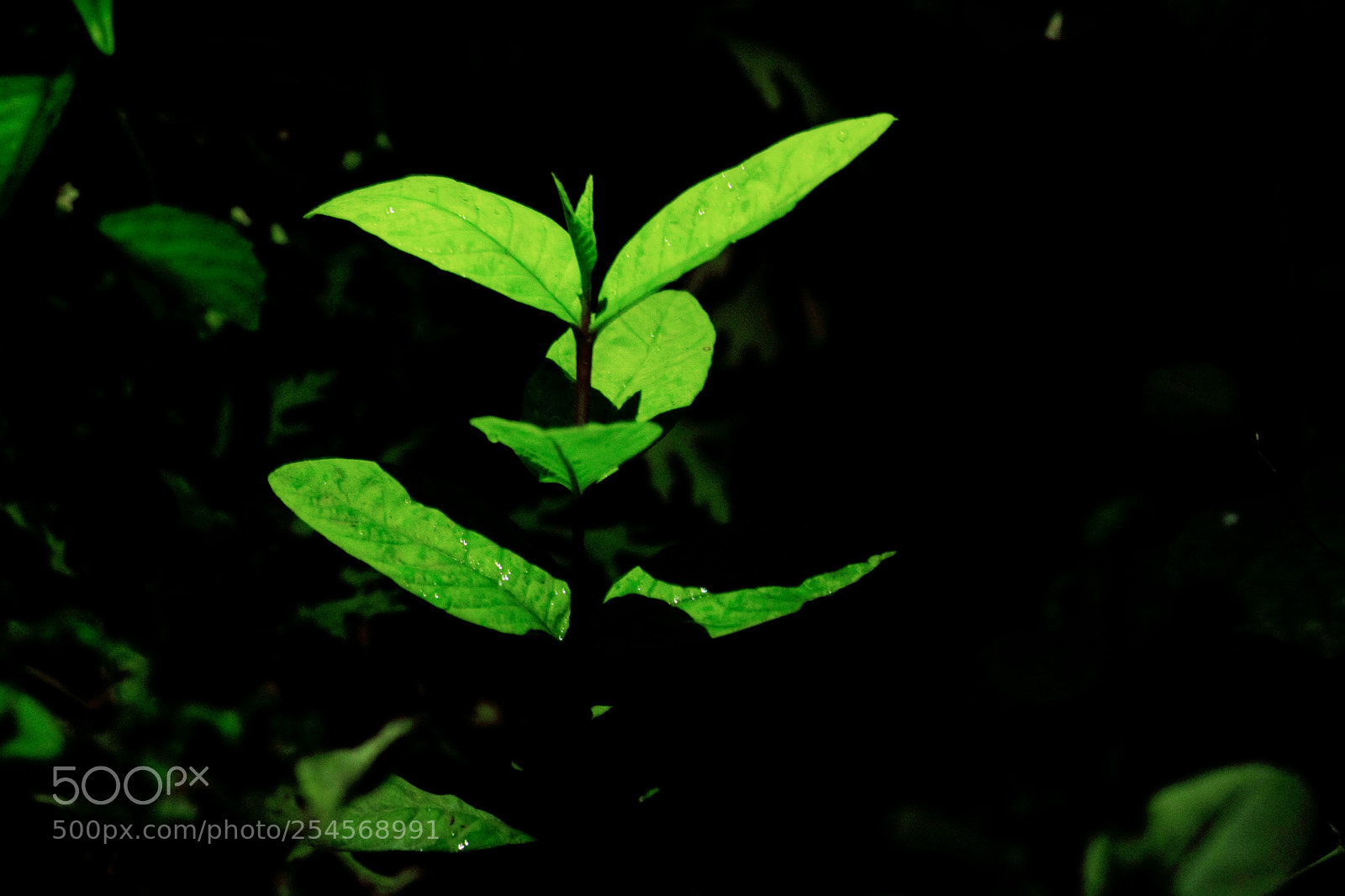Canon EOS 700D (EOS Rebel T5i / EOS Kiss X7i) sample photo. Untitled photography