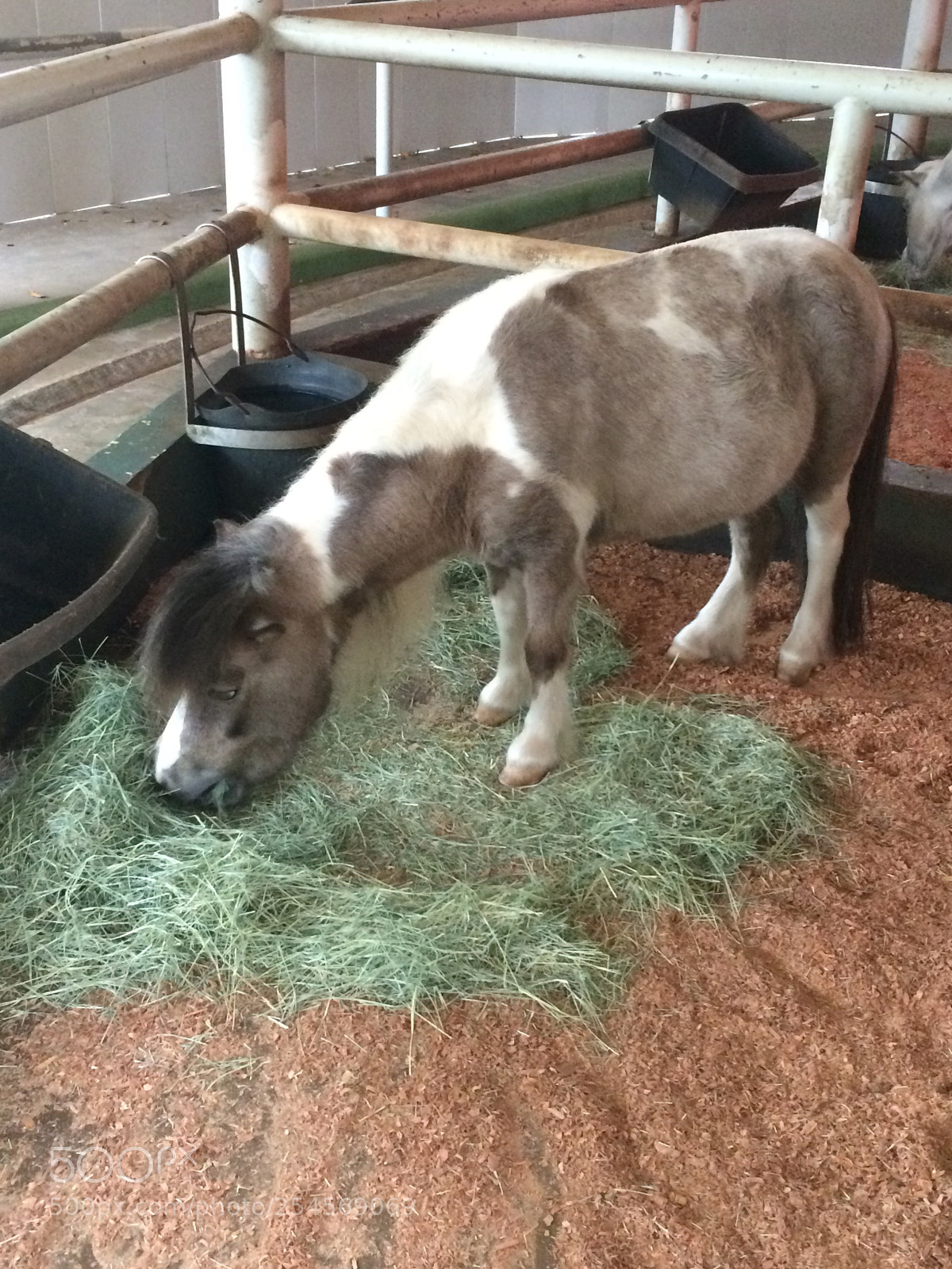 Apple iPhone 5s sample photo. Pony eating grass photography