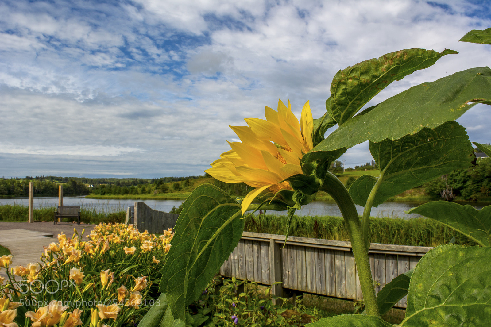 Nikon D5200 sample photo. Sunflowers photography