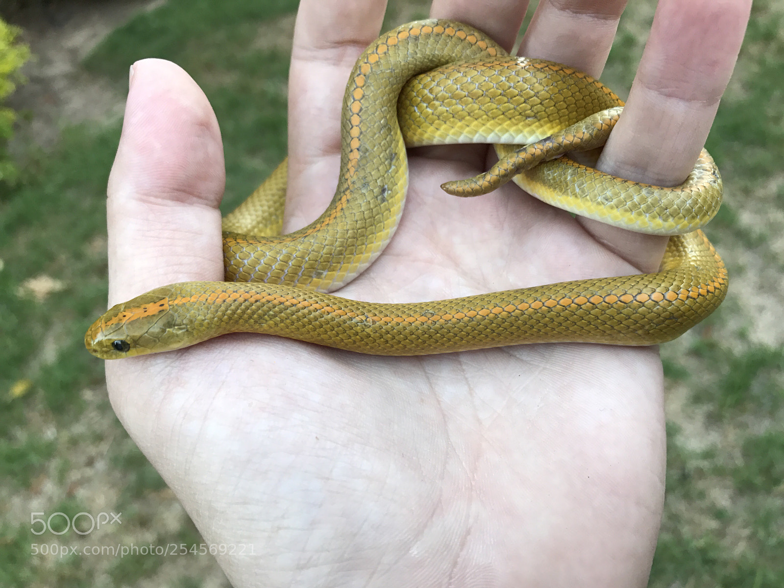 Apple iPhone 7 Plus sample photo. Aurora house snake 20170205 photography