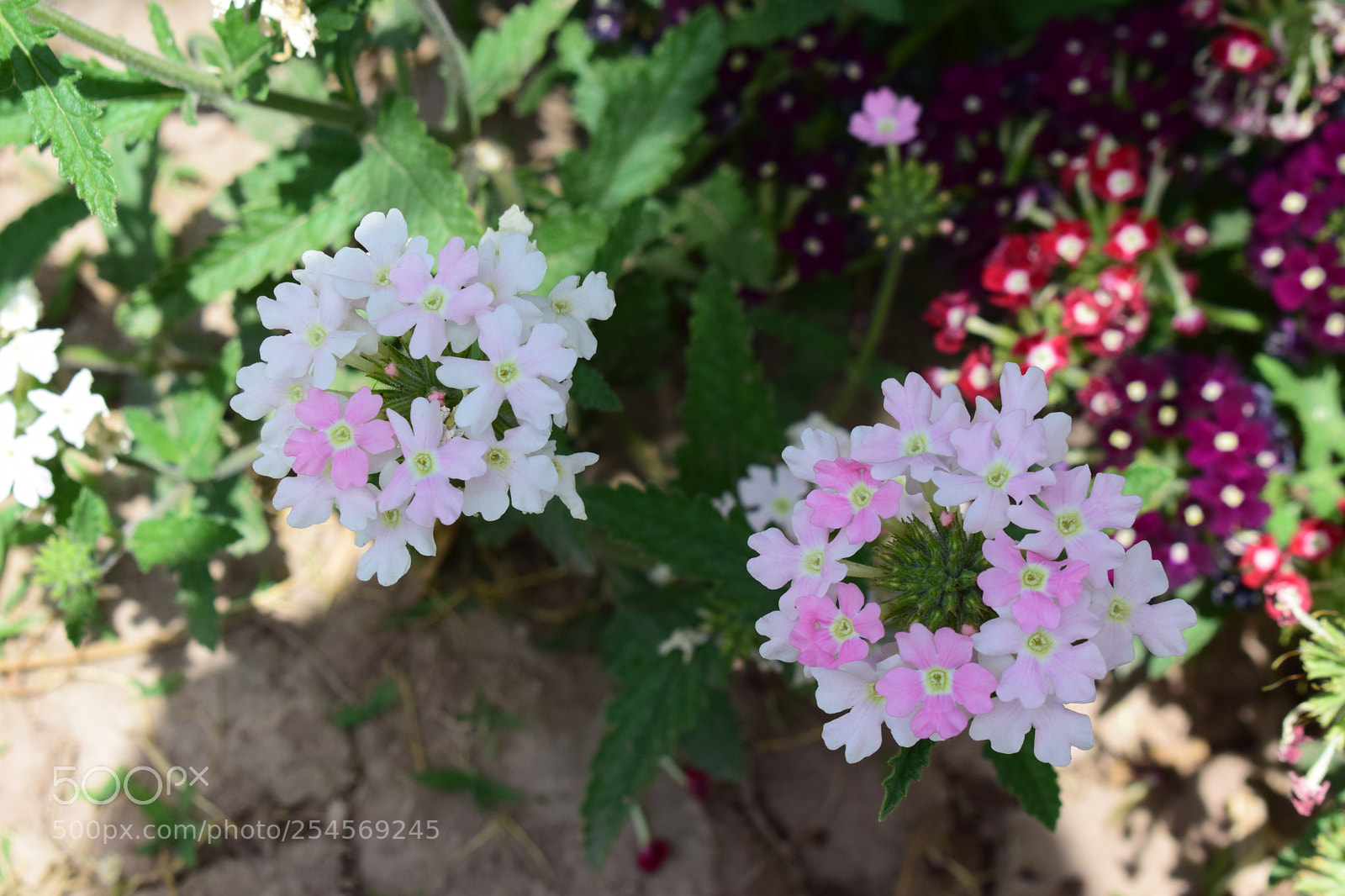 Nikon D5300 sample photo. Dsc photography
