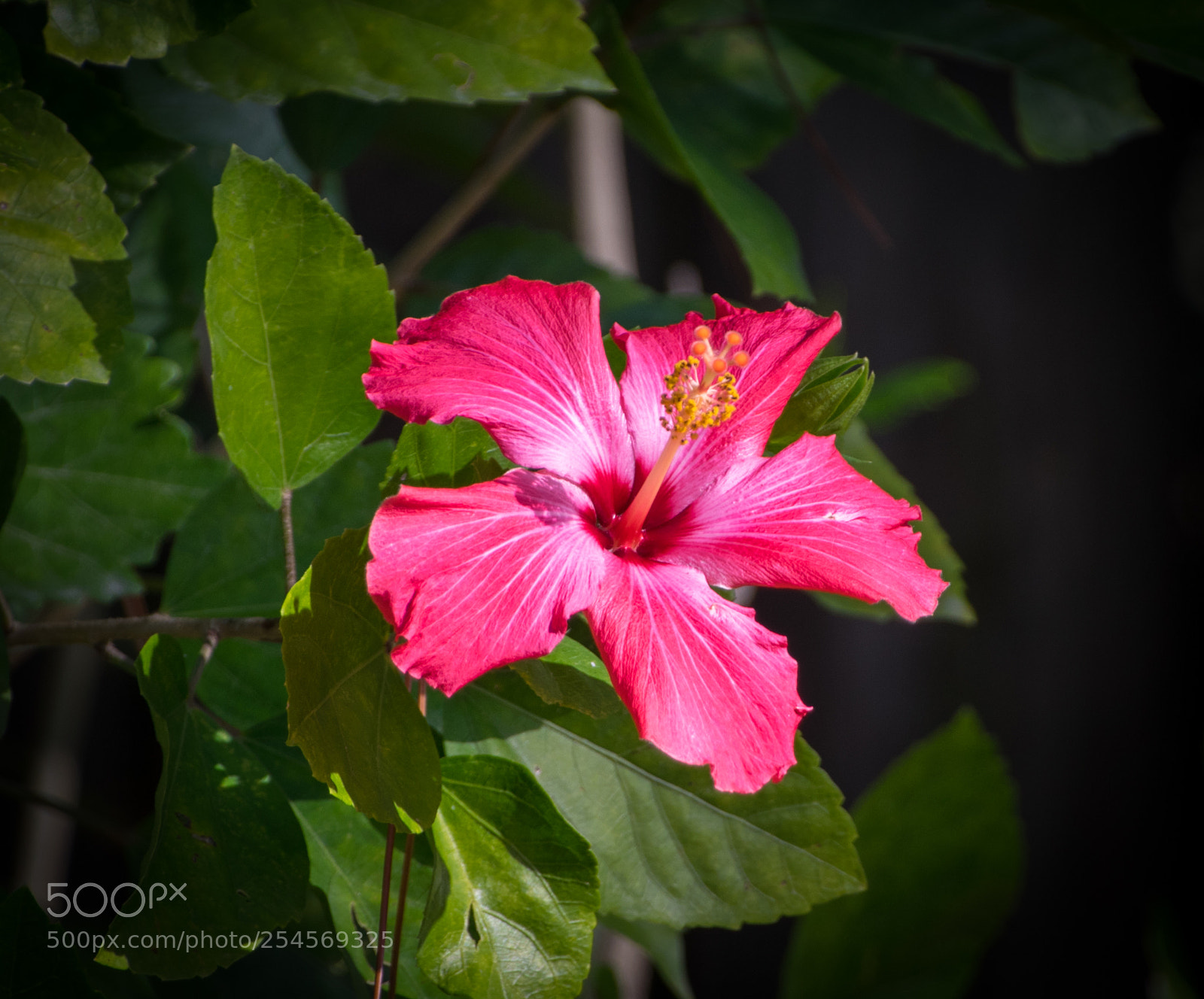 Nikon D3300 sample photo. Near shot of a photography