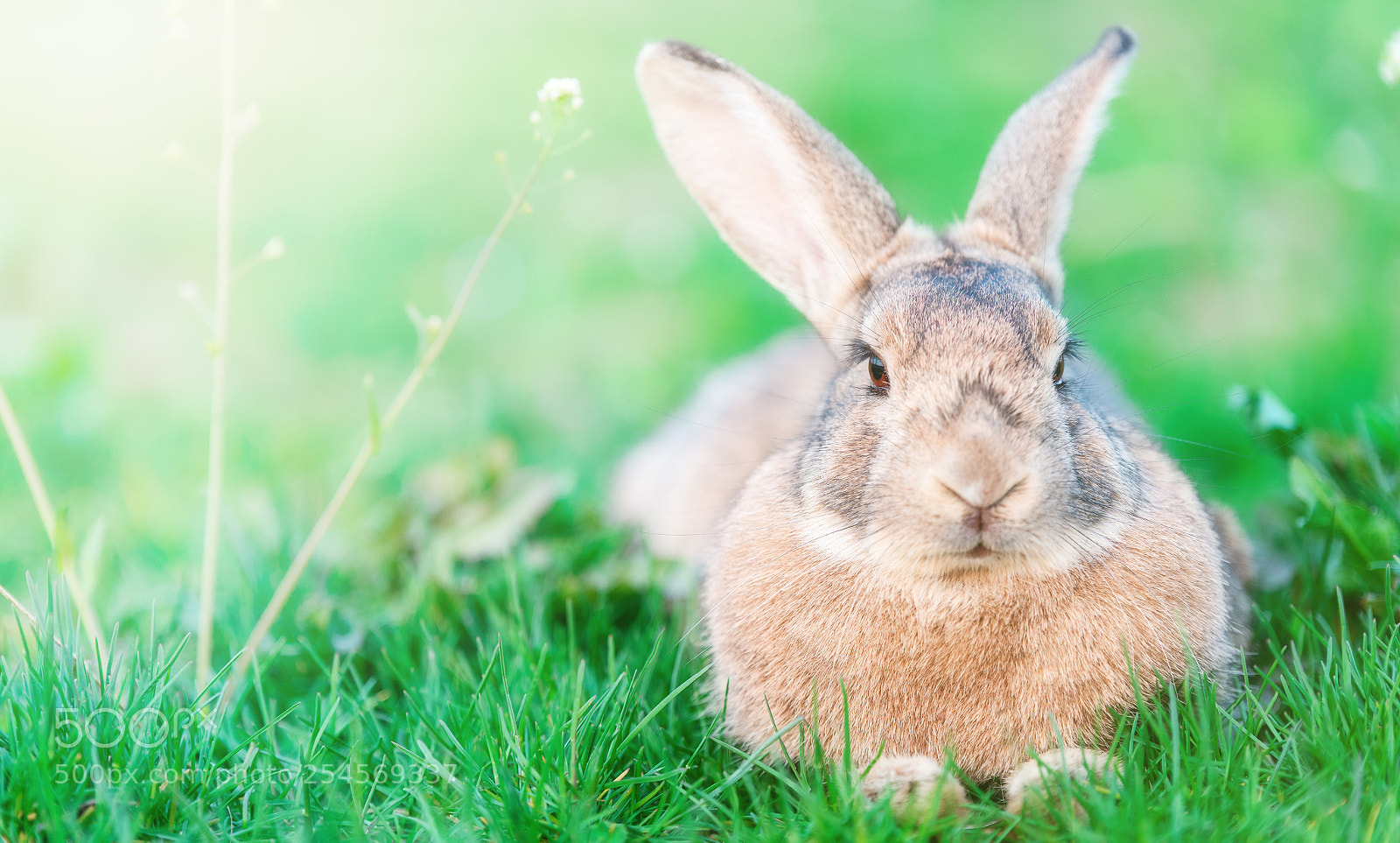 Nikon D810 sample photo. Rabbit photography