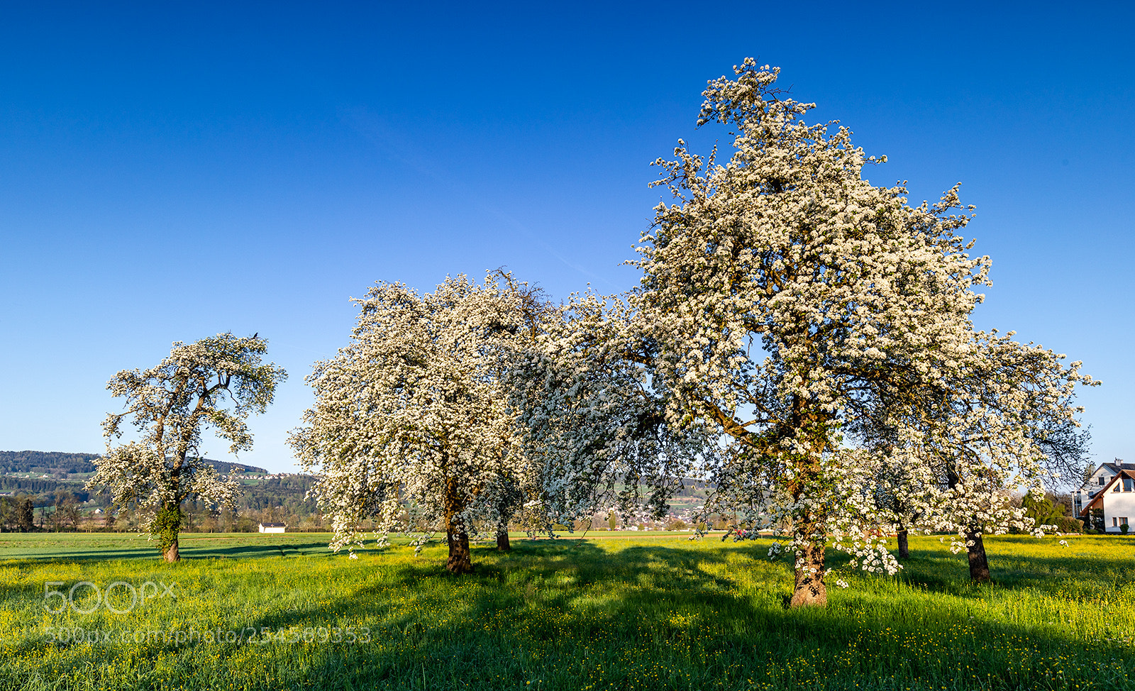 Canon EOS 5D Mark IV sample photo. Morgenstimmung bäume photography