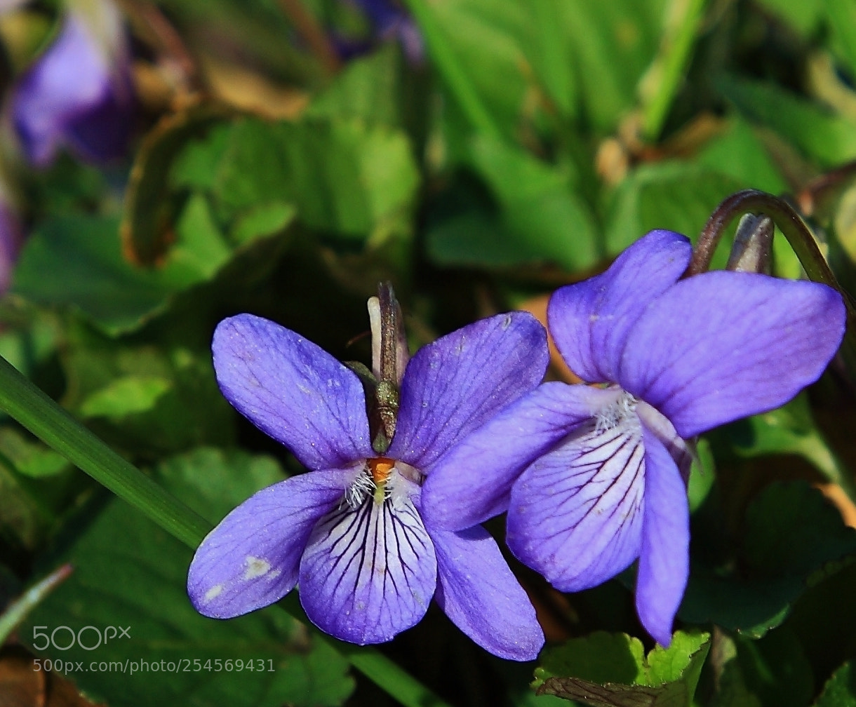 Canon EOS 5D Mark II sample photo. Img photography