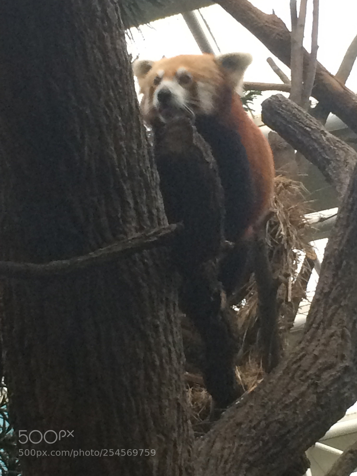 Apple iPhone 5s sample photo. Red panda pt 1 photography