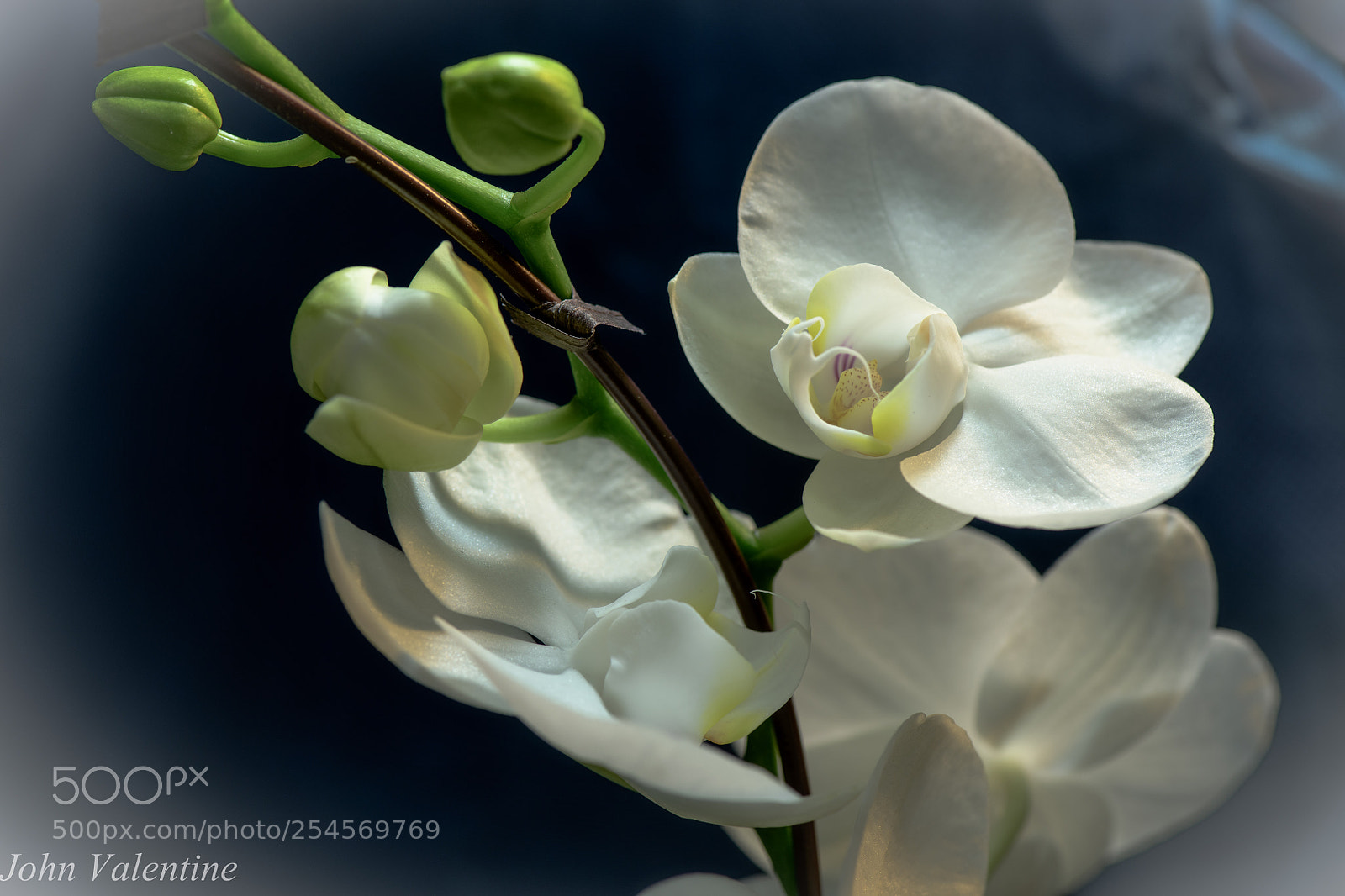 Nikon D850 sample photo. A photography