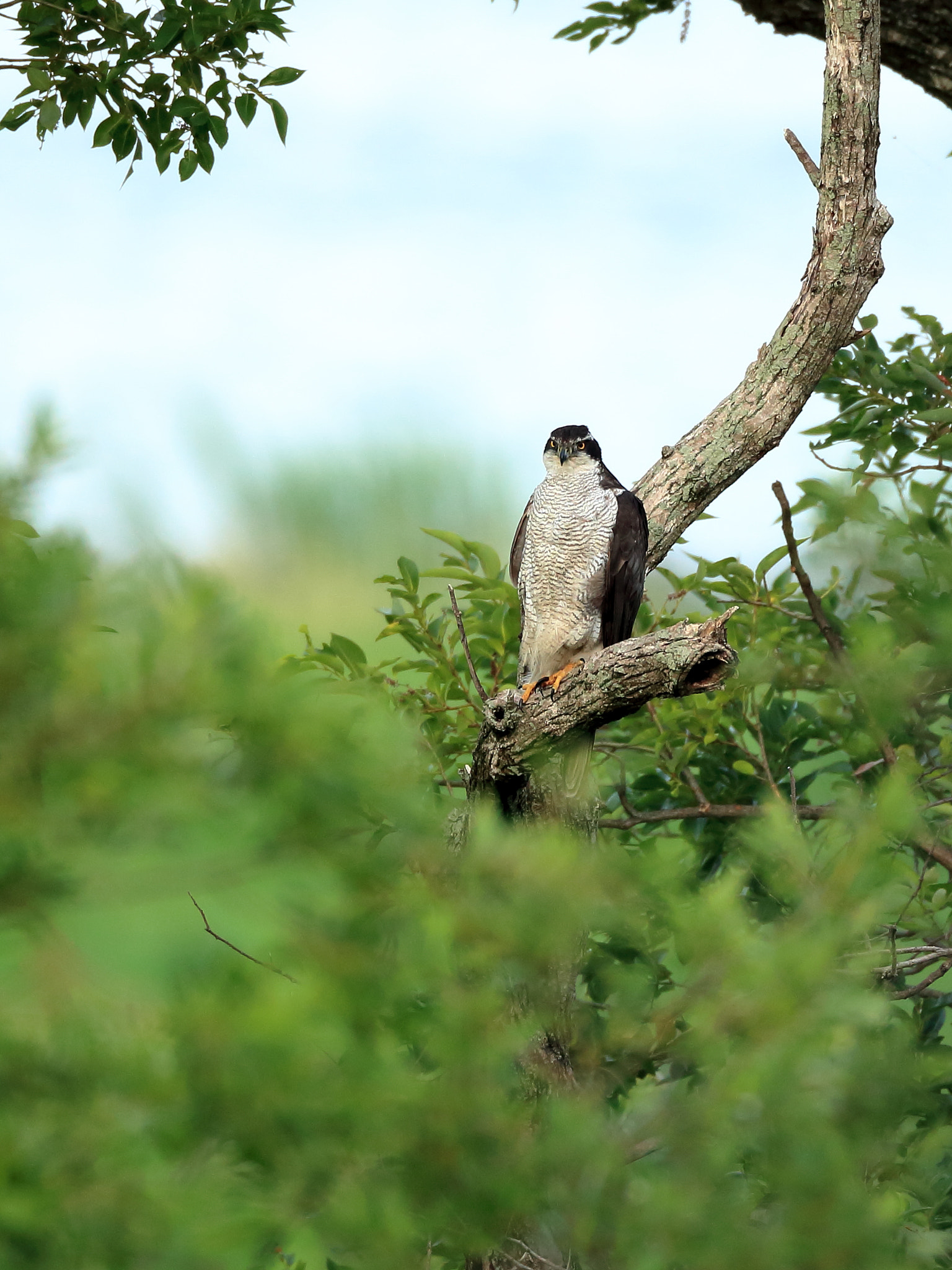 Canon EOS-1D X + Canon EF 800mm F5.6L IS USM sample photo. オオタカ　northern goshawk photography