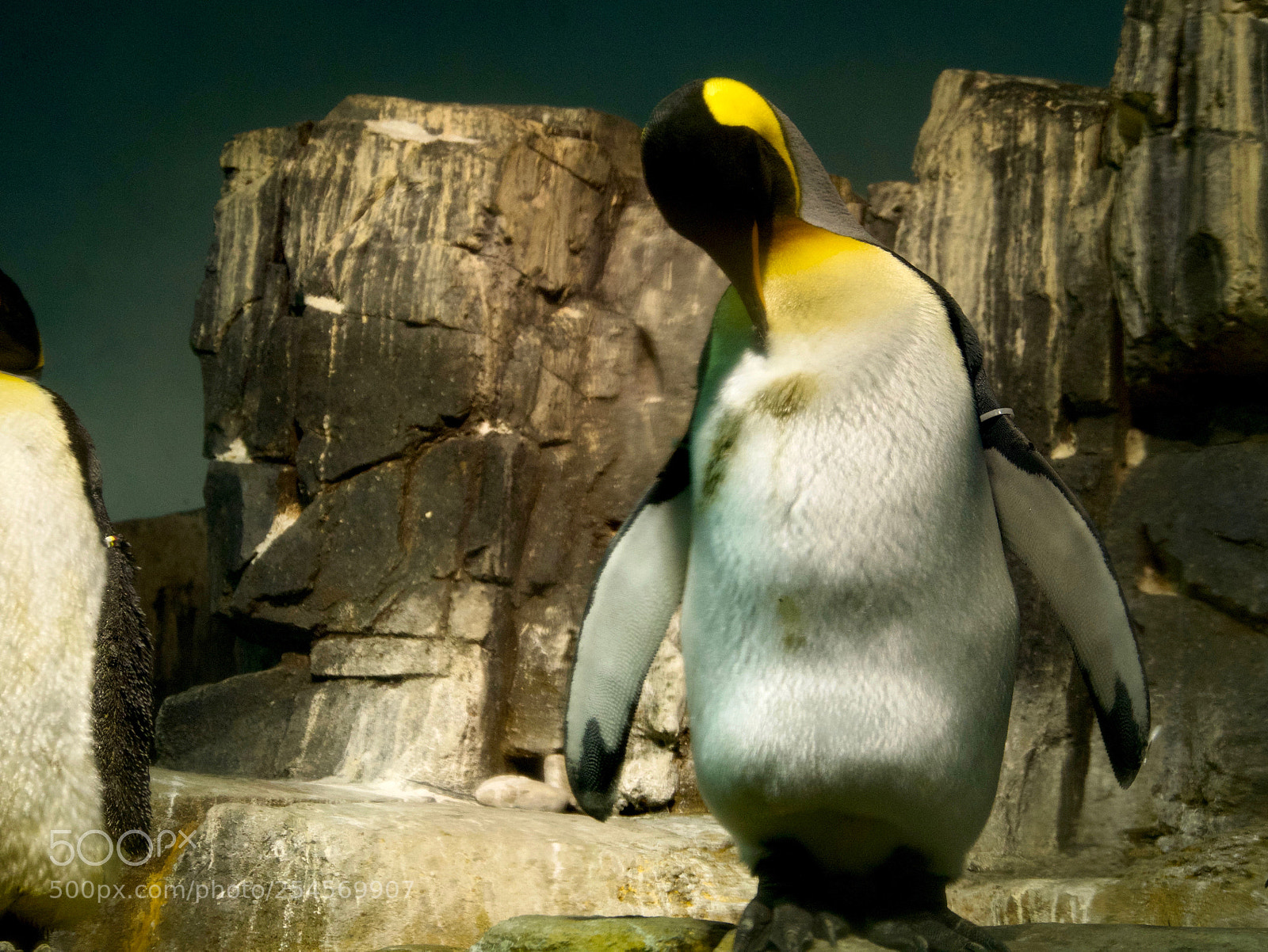Panasonic Lumix DMC-GX85 (Lumix DMC-GX80 / Lumix DMC-GX7 Mark II) sample photo. Animals photography