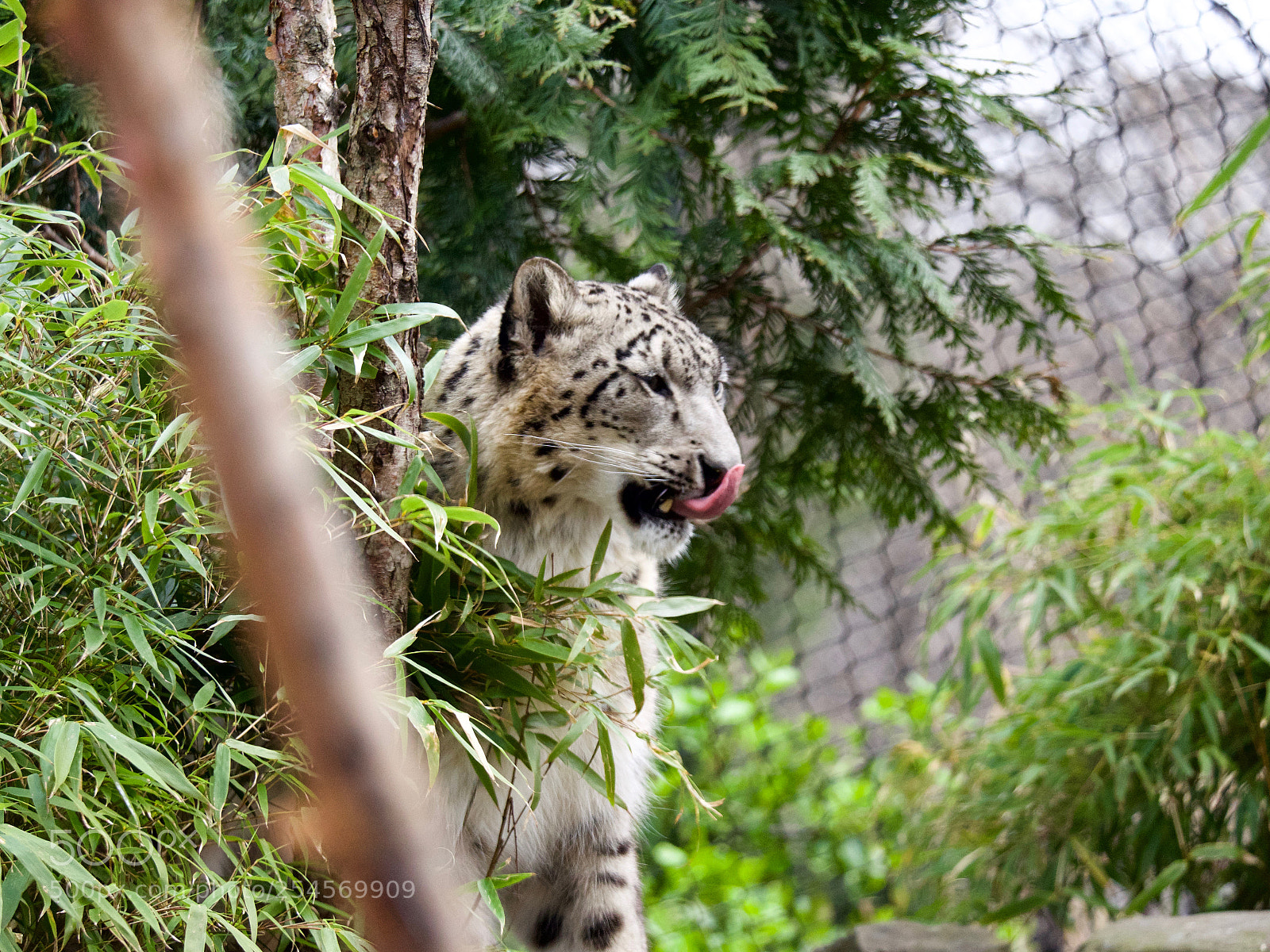 Panasonic Lumix DC-GH5 sample photo. Snow leopard photography