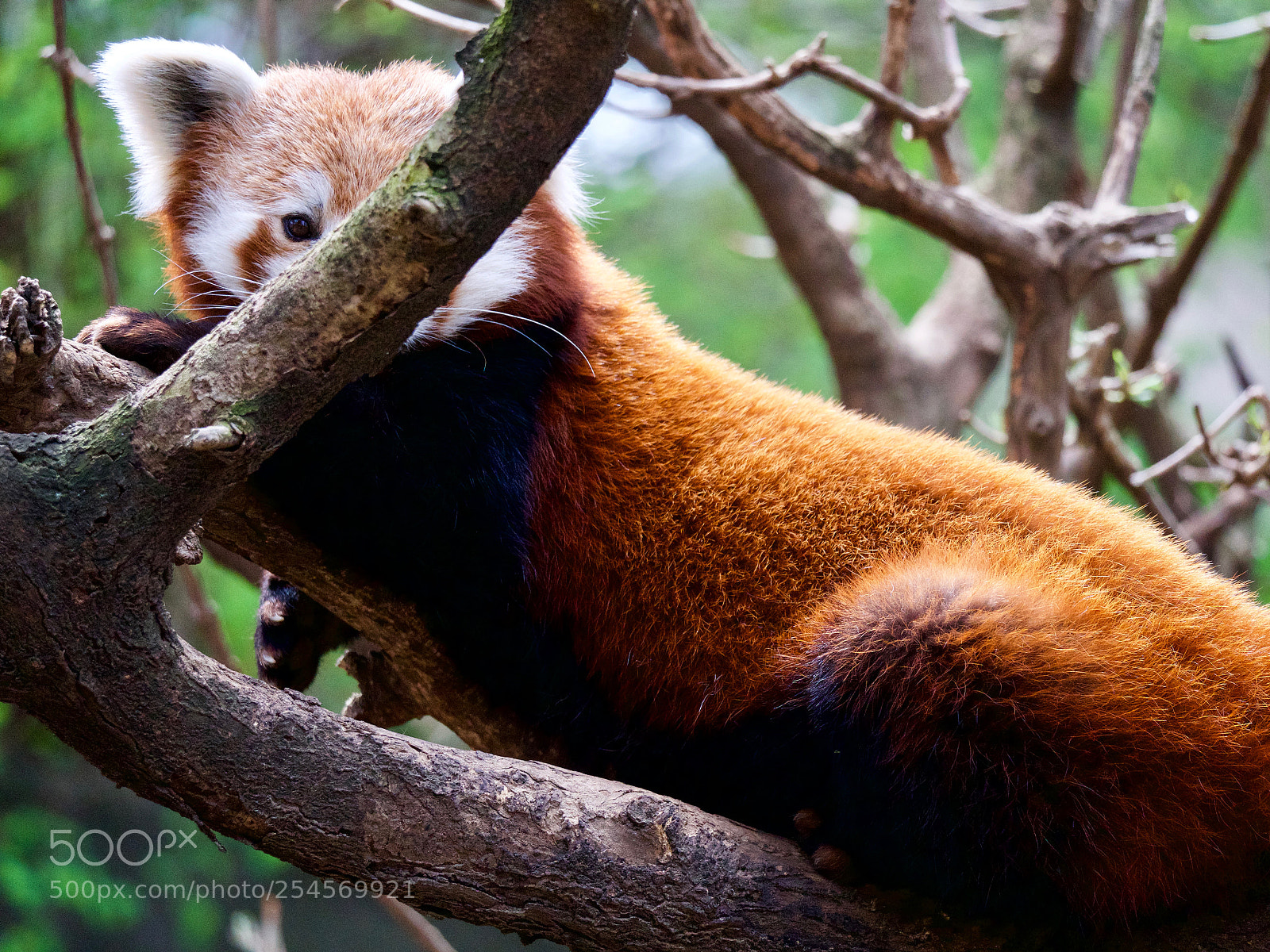 Panasonic Lumix DC-GH5 sample photo. Animals photography