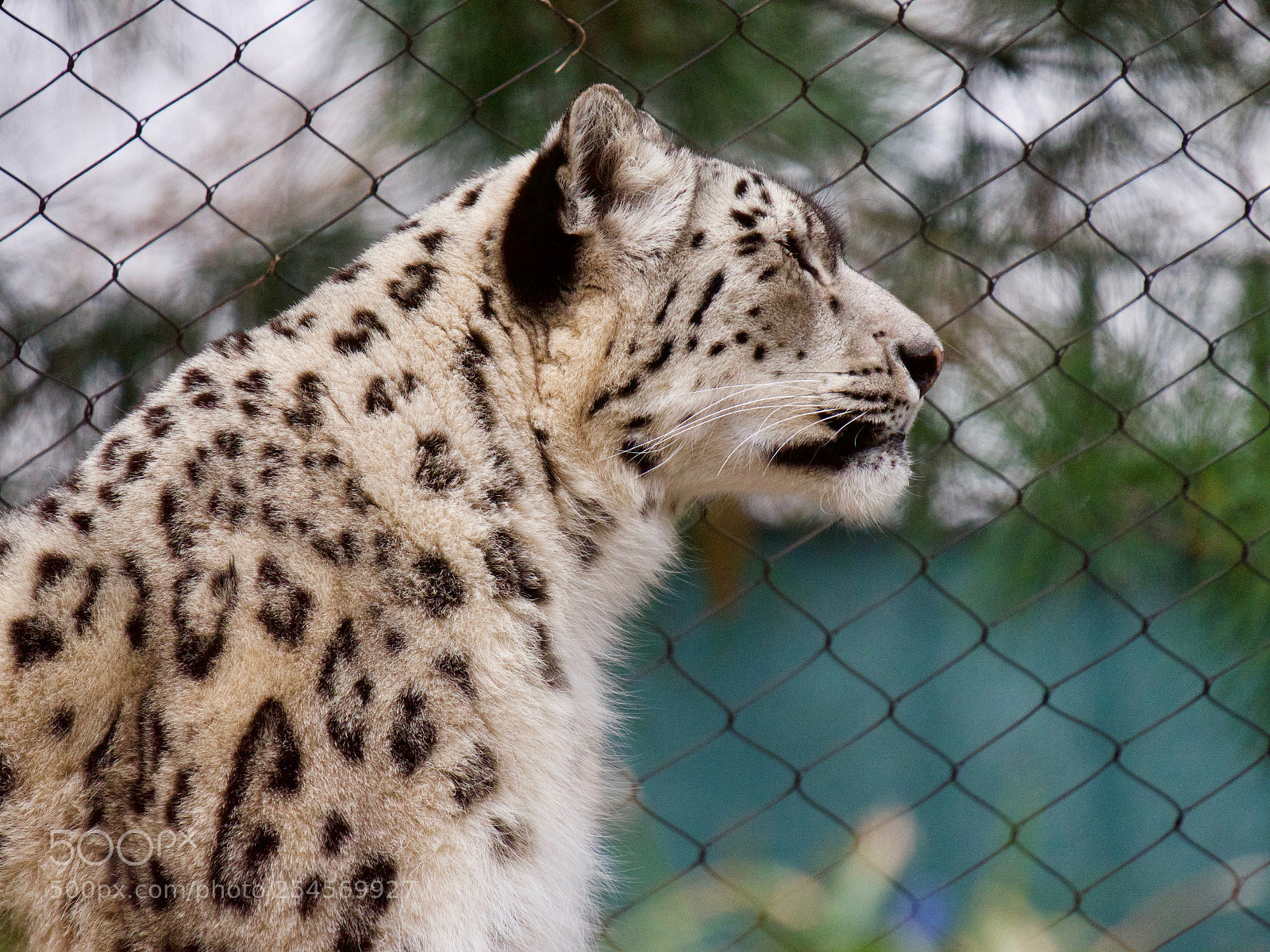 Panasonic Lumix DC-GH5 sample photo. Snow leopard photography