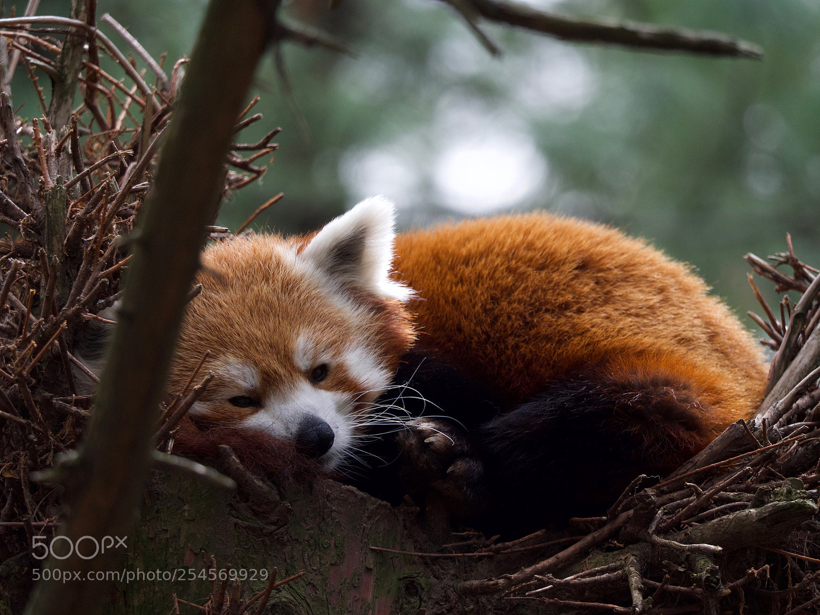 Panasonic Lumix DC-GH5 sample photo. Animals photography